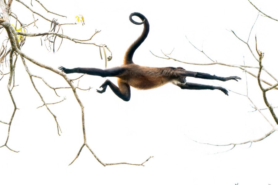 Spider Monkey Leaps from Tree to Tree - Jan Lightfoot (N4C Entry)