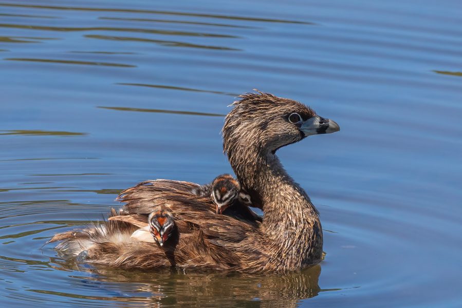 Pied-billed Grebe with Young - Jeff Molander (N4C Entry)