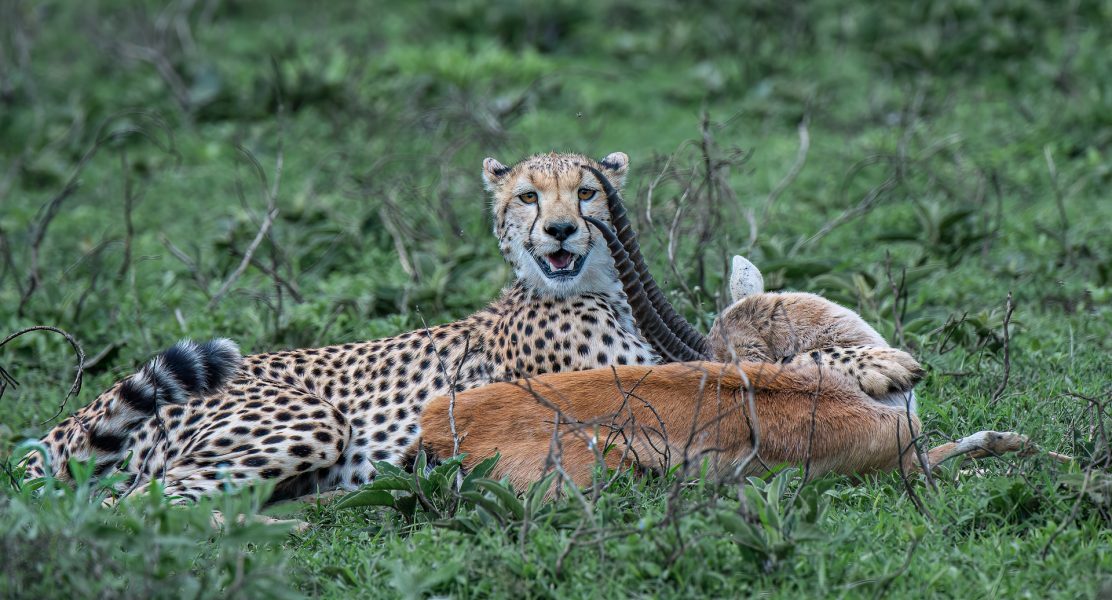 Cheetah and Gazelle after the Chase - Pat Honeycutt