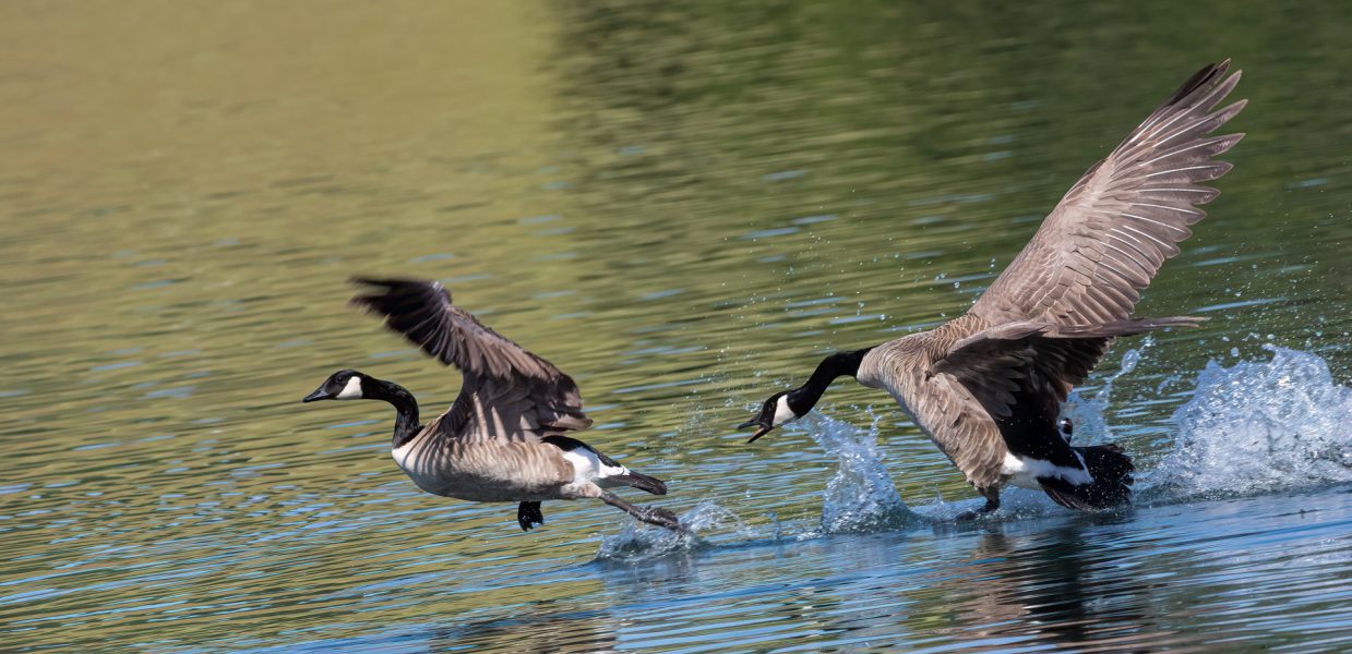 Canada Goose Chasing Rival - Leonard James
