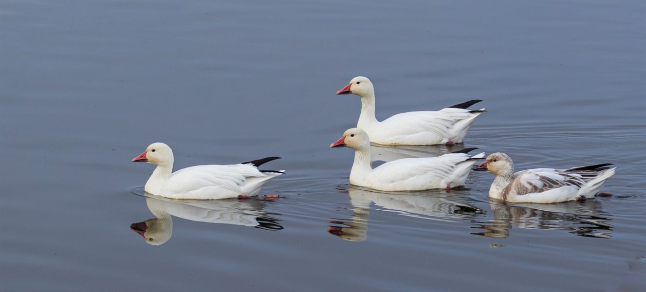 Snow Geese Enjoying A Swim - Laura Berard