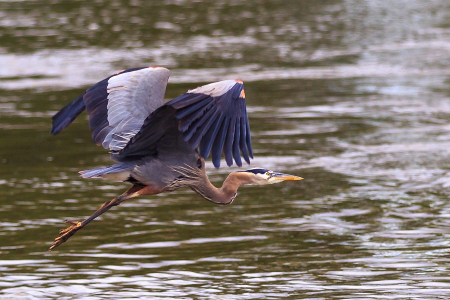 Blue Heron Taking Flight - Doug Arnold