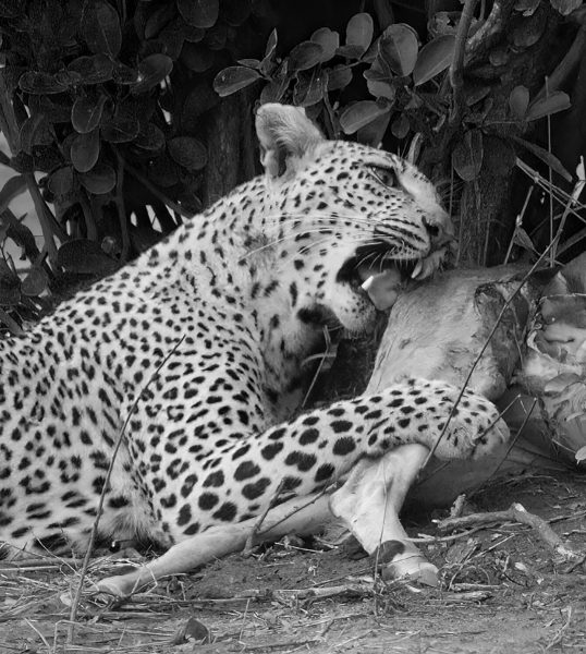 Leopard eating kill - John York