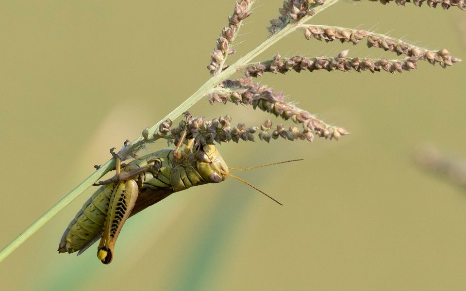 Differential Grasshopper - Tod Bice