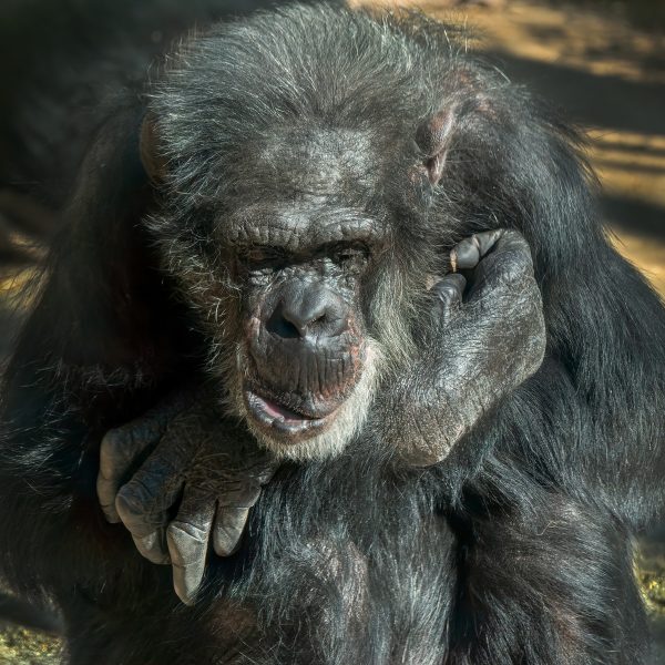 Sad Old Chimpanzee - Gert van Ommering
