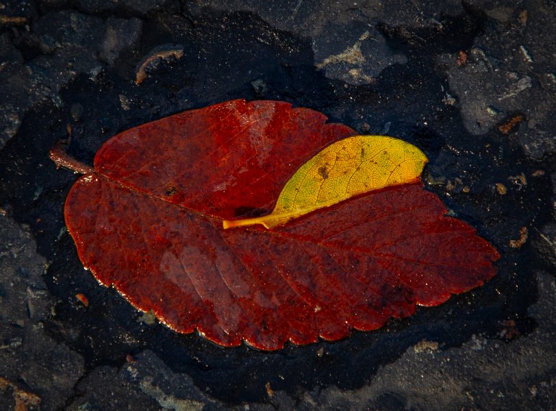 Two Fall Leaves - Kristian Leide-Lynch