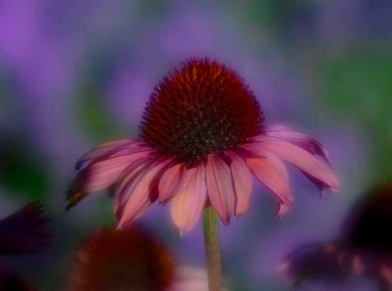 Cone Flower Soft Focus - Robert Benson