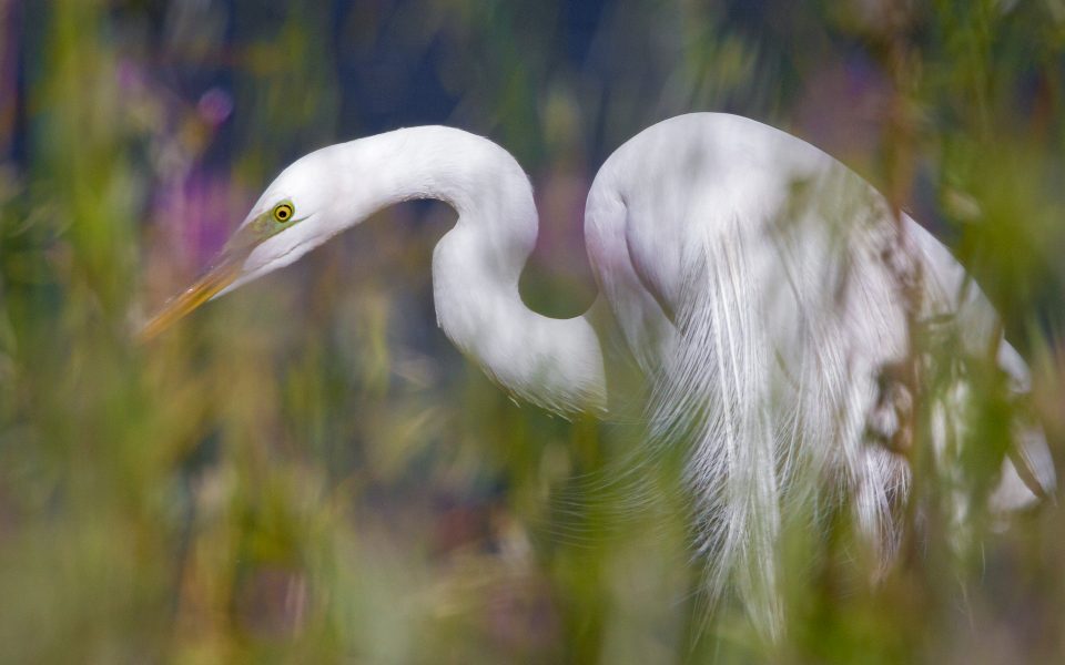Egret Hunting in Tall Grasses - Jan Lightfoot