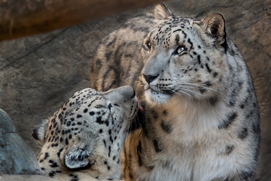 Snow Leopard Grooming His Mom - Gert Van Ommering