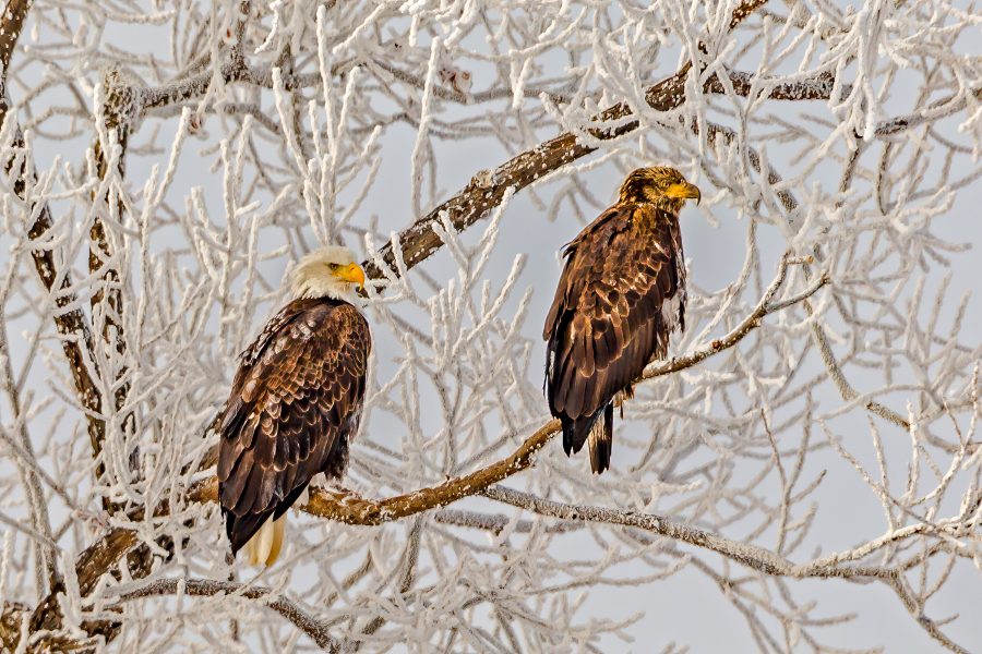 Adult and juvenile bald eagle at minus 20 degrees - Charlie Willard