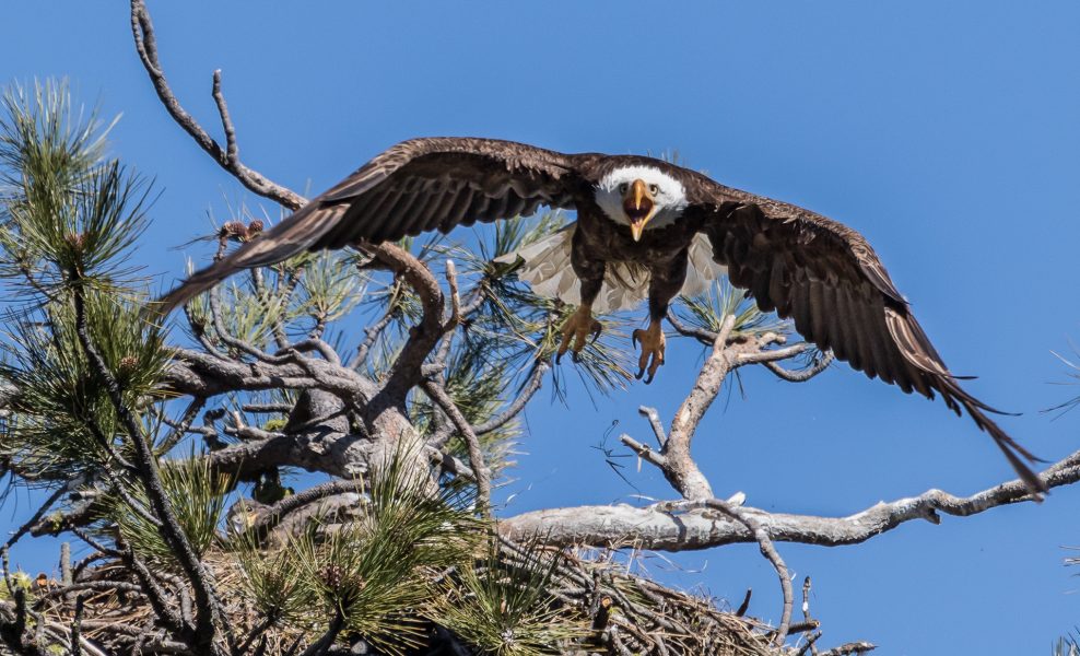 Angry Eagle Delivering Warning - Leonard James