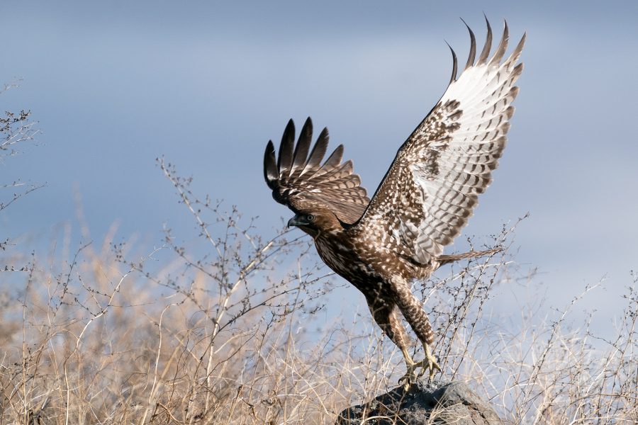 Red-tailed Hawk takes flight - Tod Bice