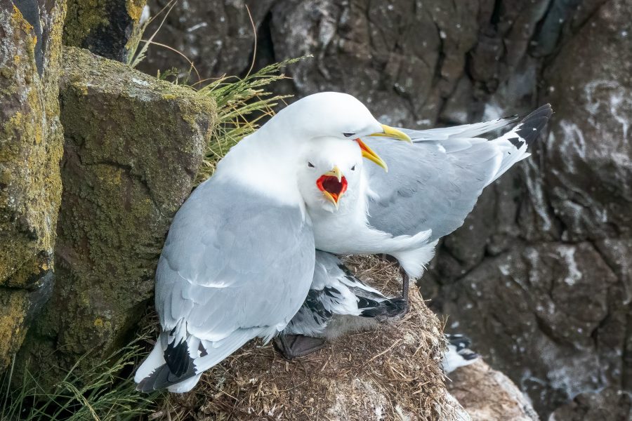 Kittiwakes Protecting their Chick from an Intruder - Gert Van-Ommering
