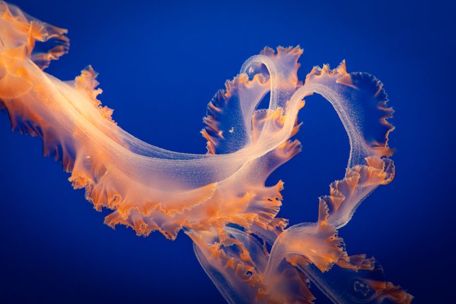 Purple Striped Jellyfish - Heather Cline