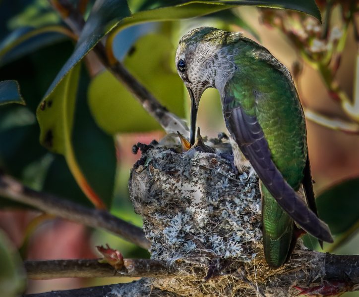 Blackchinned Hummingbird Feeding Nestling - Leonard James
