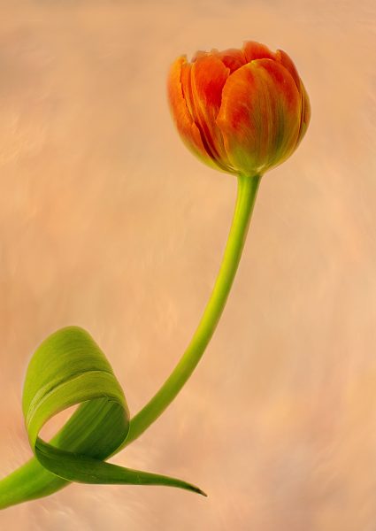 Tulip - Donna Sturla