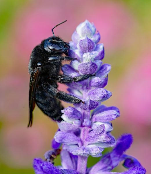 Bumblebee Pollenates Flowers - Robert Benson
