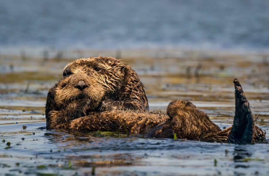 Sea Otter With Pup - Doug Arnold