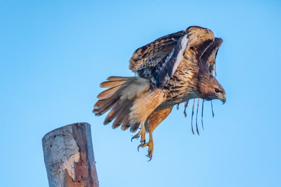 Red Tail Hawk Taking Off - Heather Cline