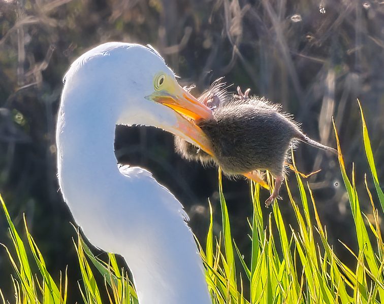 Egret with catch - Ray Jenkins (N4C Entry)