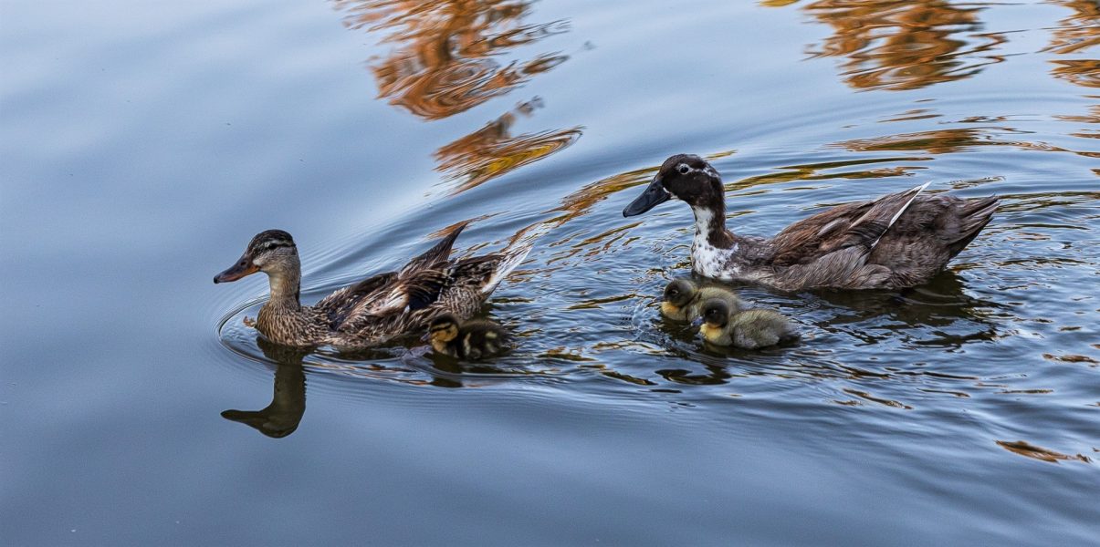 Family of Ducks Out For A Swim - Laura Berard