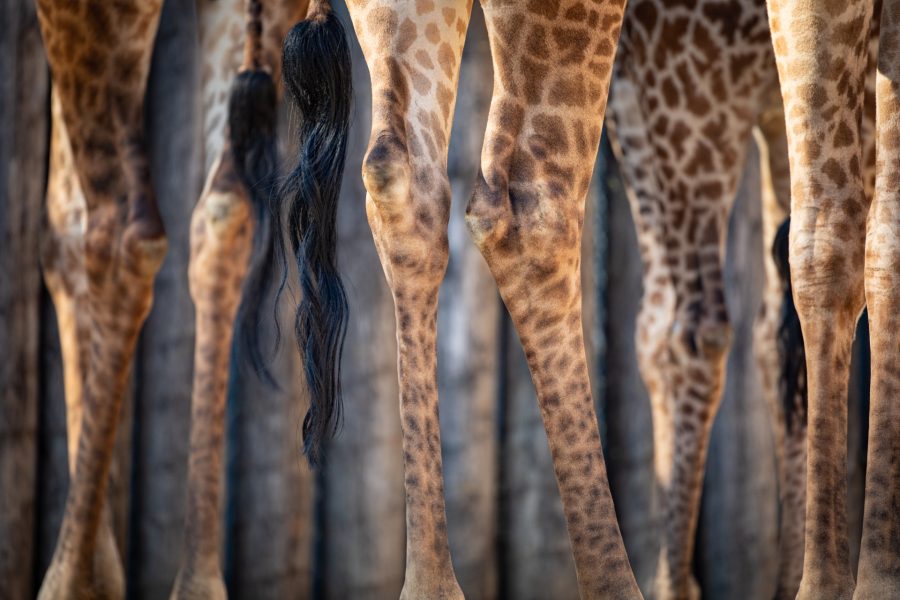 Giraffe Legs - Heather Cline
