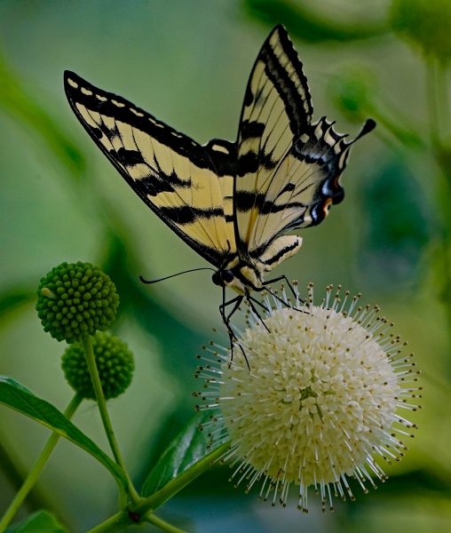Western Tiger Swallowtail Pollenates Buttonbush - Robert Benson