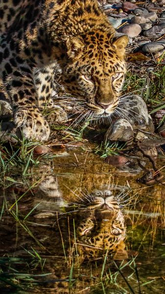 Amur Leopard Reflection - Leonard James