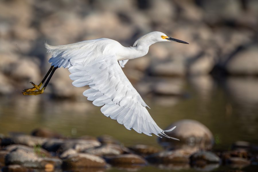 Snowy Egret in Flight - Heather Cline