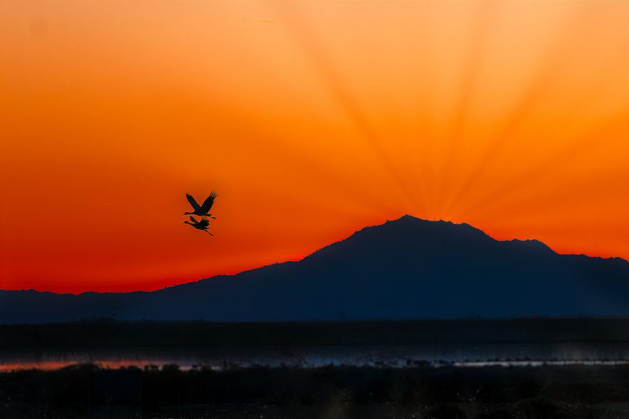 Sunset Flight, Sand Hill Cranes - Lucille Van Ommering