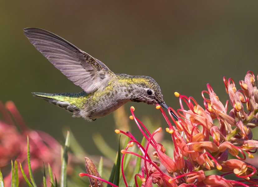 Anna's Hummingbird Feeds at Grevillia - Doug Arnold