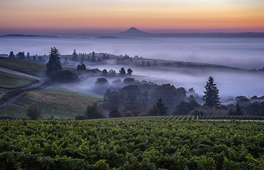 Dundee Hills Oregon - Kathleen Grady