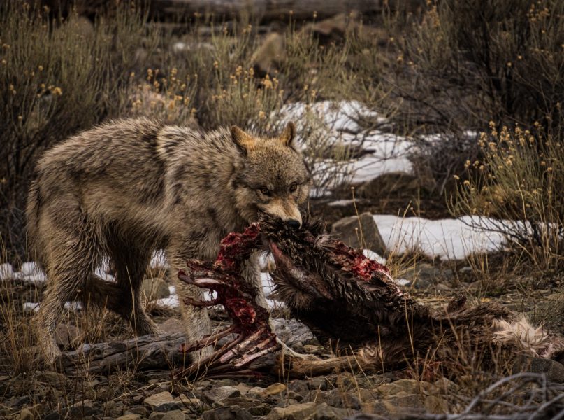 Yellowstone2022 Wolf on a Kill - Ellyn Lynne