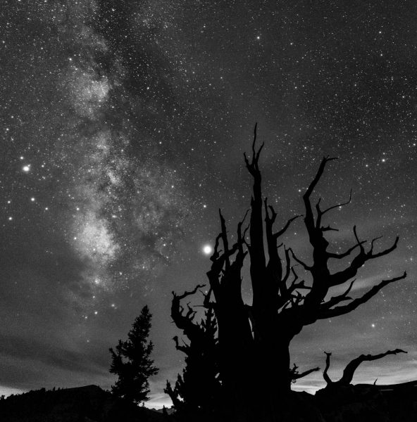 Milky Way at Bristlecone Pine Forest - Gary Ritchie