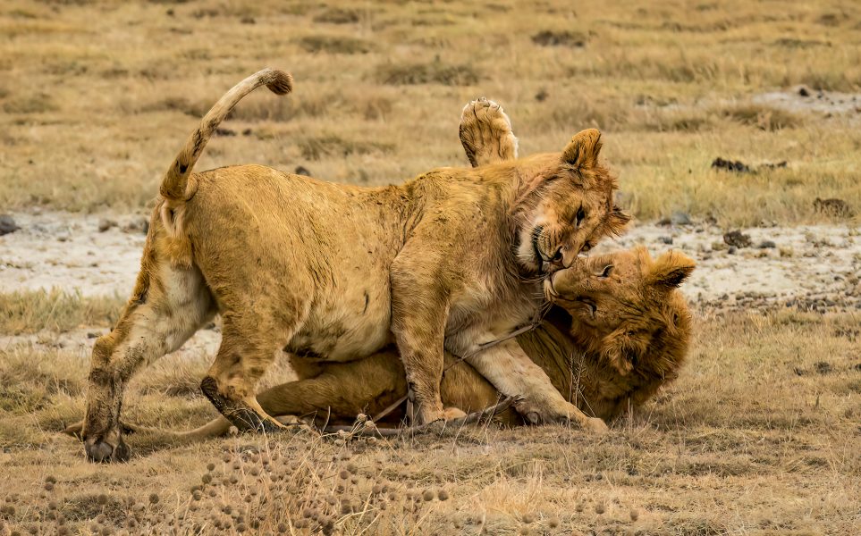 Juvenile African Lions (Panthera leo) at Play - Doug Arnold (N4C Entry)
