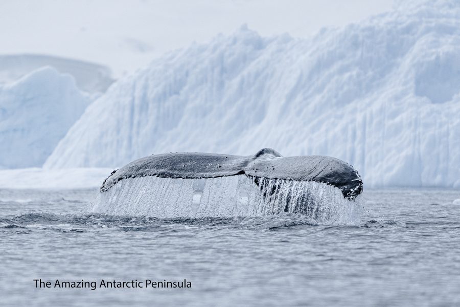 Amazing Antarctic Peninsula 01 - The Miranda