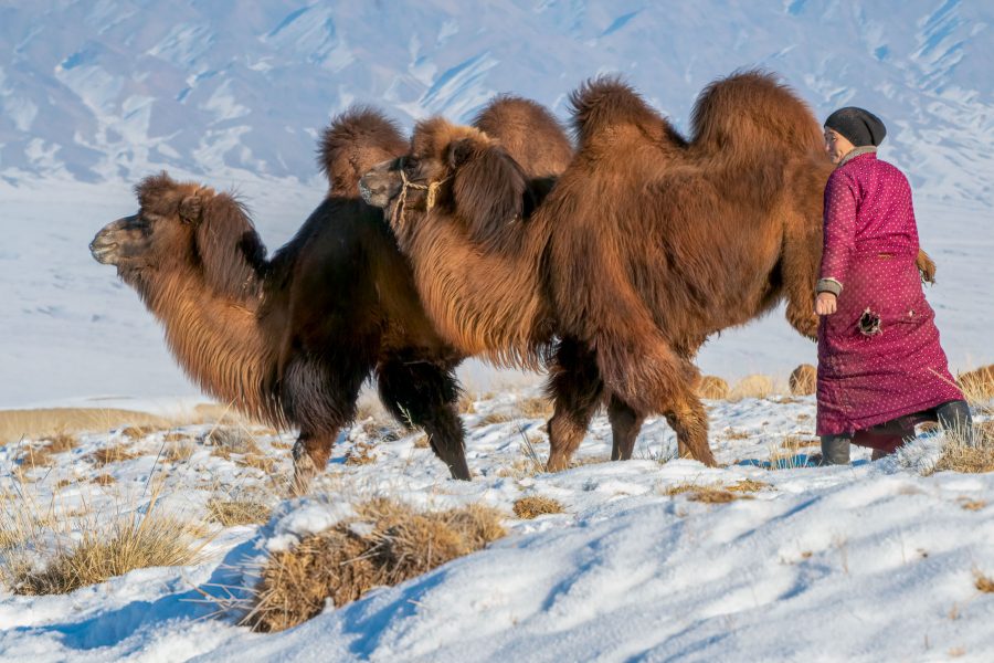 Mongolian Woman Herds Camels in for Milking - Jan Lightfoot