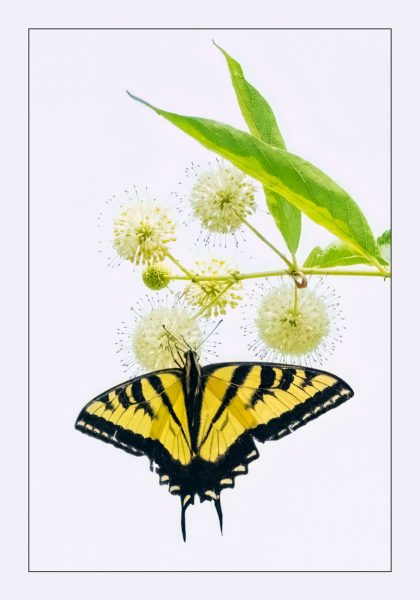 Butterfly Delight - Jan Lightfoot
