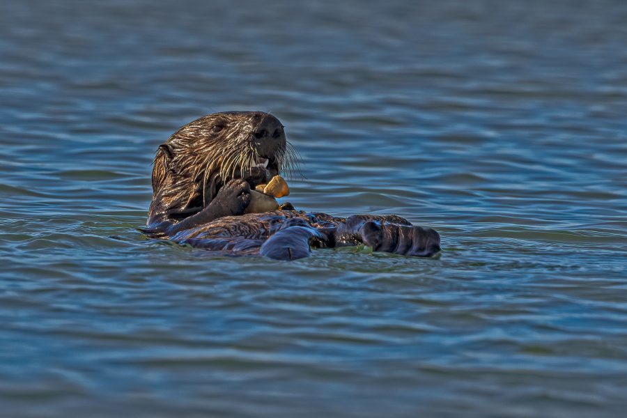 Sea Otter with Morning Meal at Moss Landing - Charlie Willard