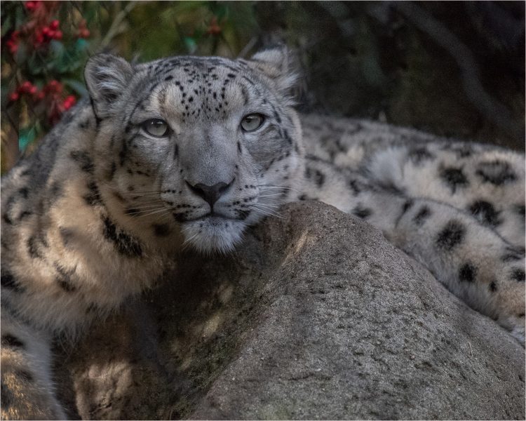 Misha the Snow Leopard at Sacto Zoo - Werner Kreuger