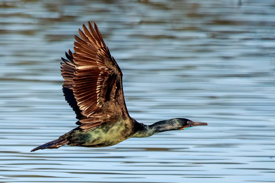 Brandt's Cormorant Flying Over Elkhorn Slough - Jose Santos
