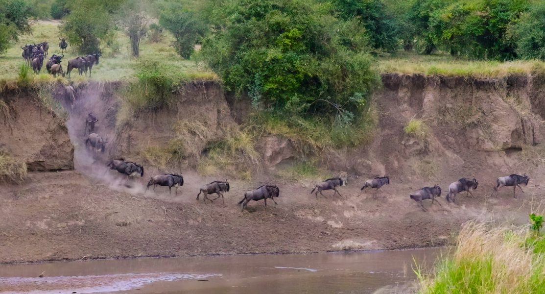 Migration Across Mara River Tanzania - Wildebeest Doug