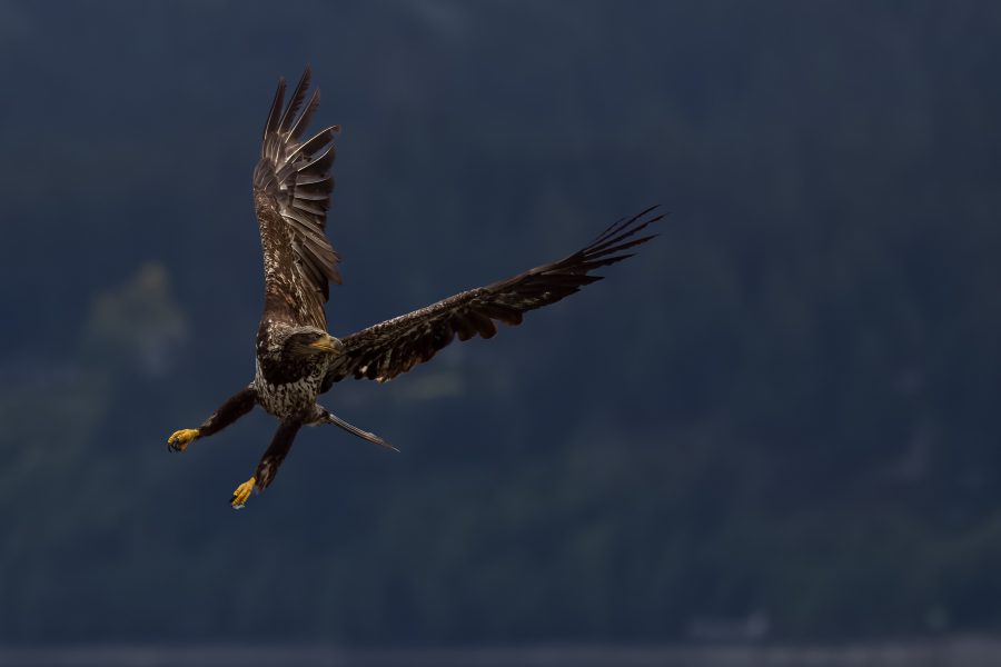 Juvenile Bald Eagle Hunting - Leonard James