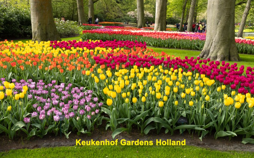Keukenhof Gardens Holland 01 - Charlie Willard