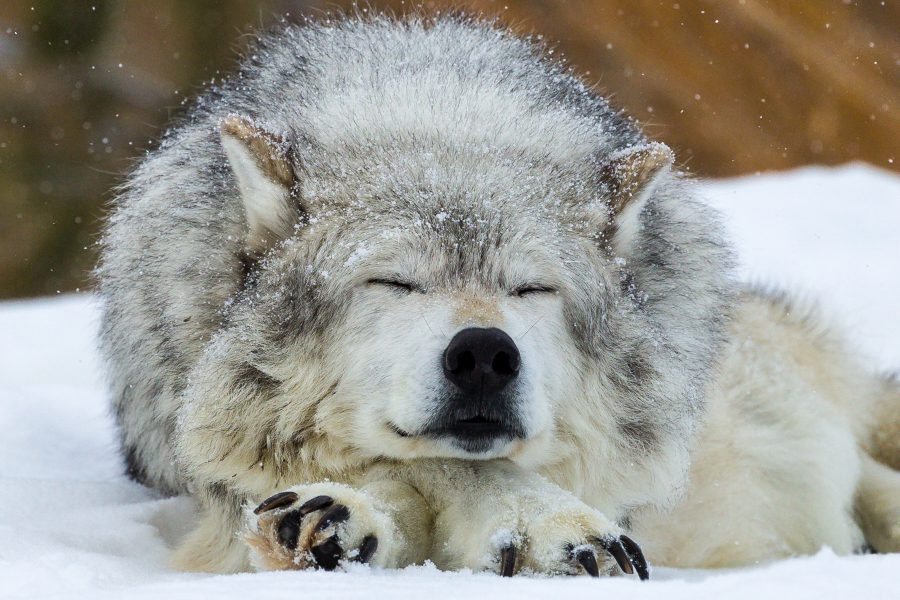 Grey Wolf Napping West Yellowstone - Doug Arnold
