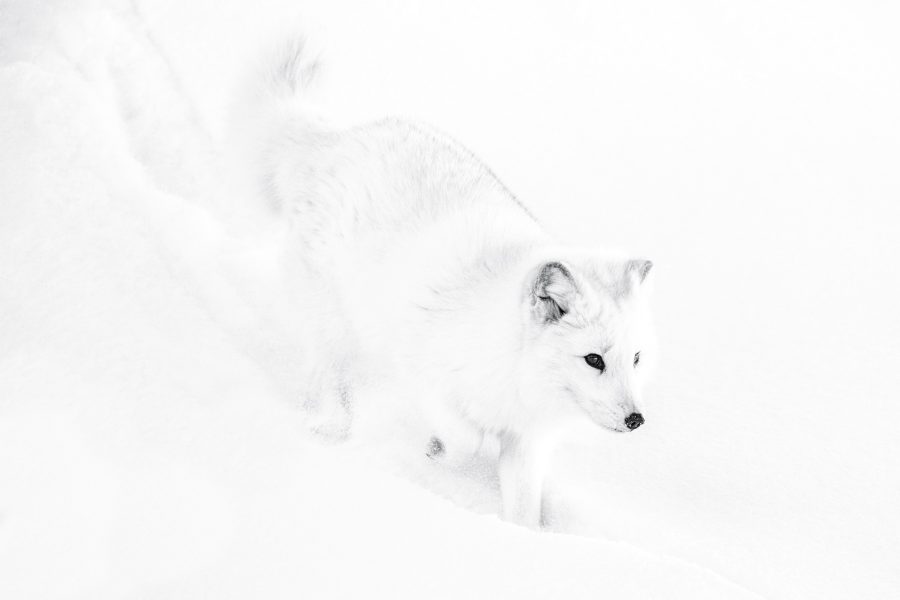 Arctic Fox - Jan Lightfoot