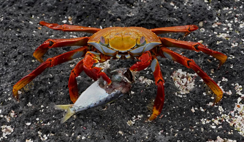 Sally Lightfoot Crab Flesh Flies Enjoy Meal Rich in Omega 3s - Robert Benson