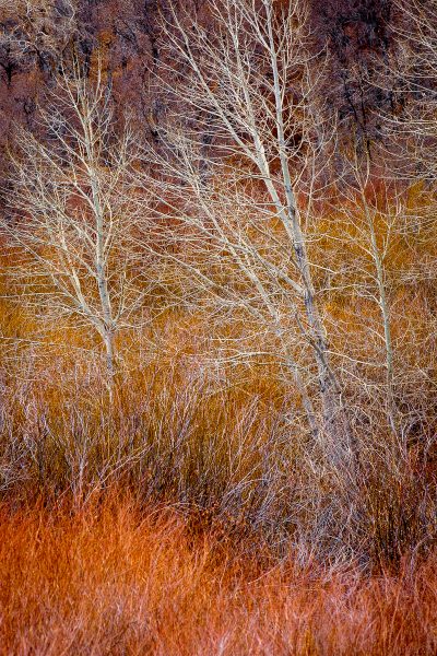Bare Trees - Jan Lightfoot