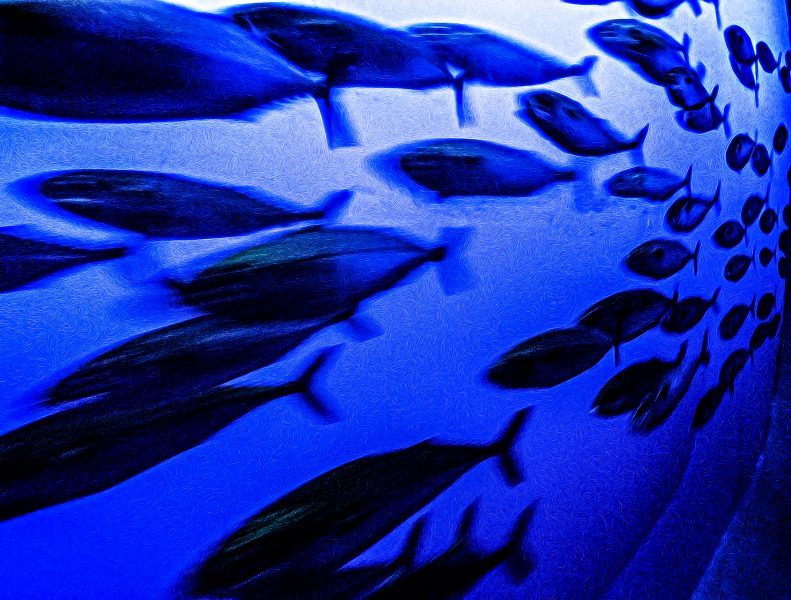 Blue Mackerel - Irene Berger