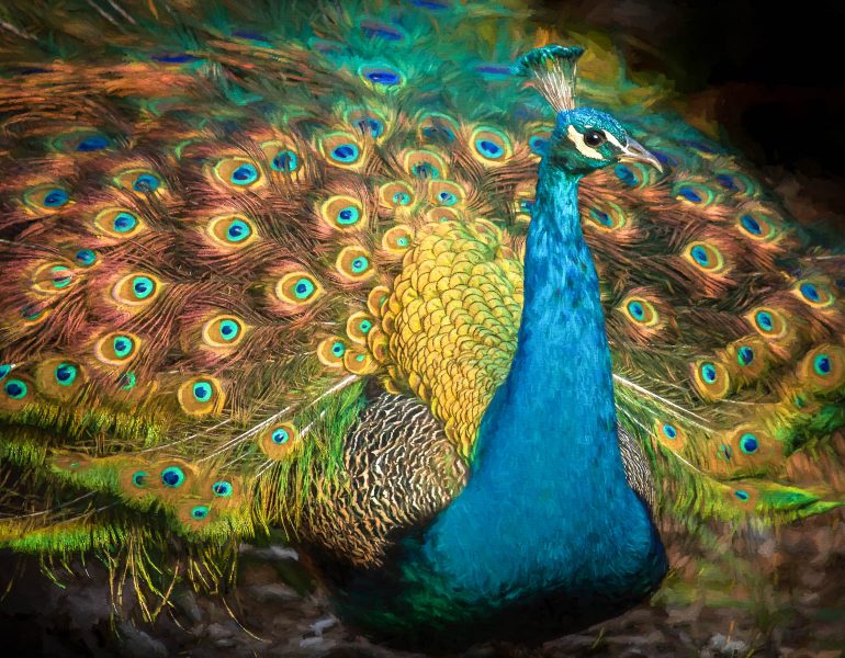 Radiant Peacock - Jim Berger